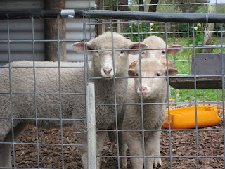 Yallingup Shearing Shed