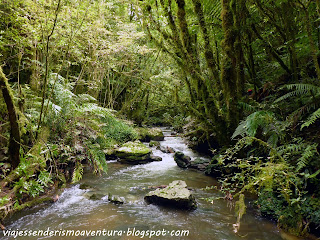 Cuevas de Waitomo - Una auténtica selva a la salida