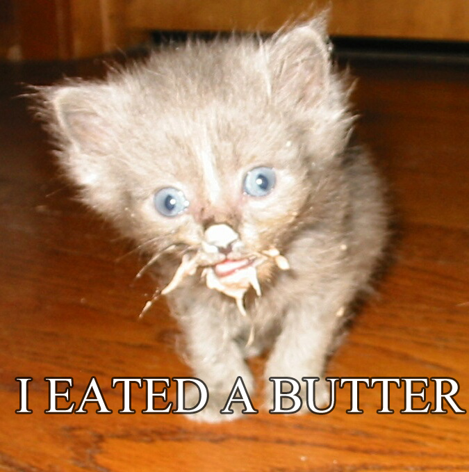 pictures of funny cats. funny cats with words.