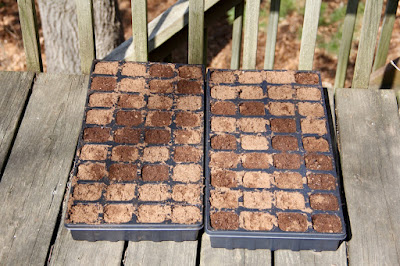 photo of bergamot seed trays in sunshine