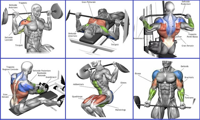 The Must Do Exercises for Beginning Bodybuilders - Bodydulding