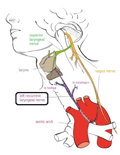 The recurrent laryngeal nerve, abbreviated RLN, is said to have bad design. The truth is that the RLN shows the ingenuity of the Master Engineer.