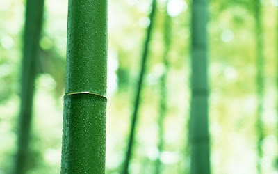 bamboo tree