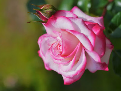 flor color rosa y blanco