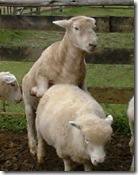 sheep love