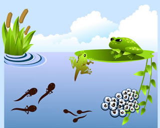 Awan Nano : Kitaran Hidup katak