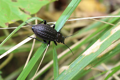 Gekorrelde Veldloopkever - Keatting-Skallebiter - Carabus granulatus