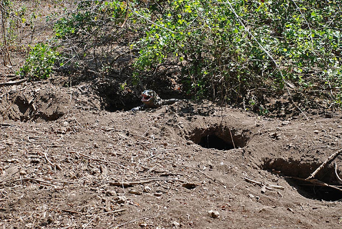 Nidos de dragón de Komodo