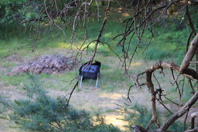 black bear behind black compost tumbler