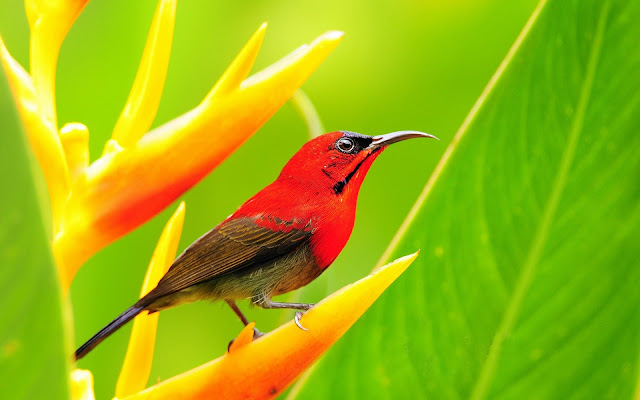 Lovely Red Bird Wallpaper