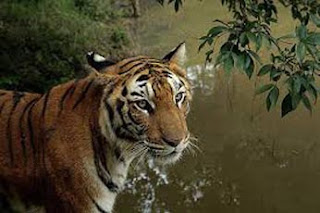 475 poachers identified at the Sundarbans