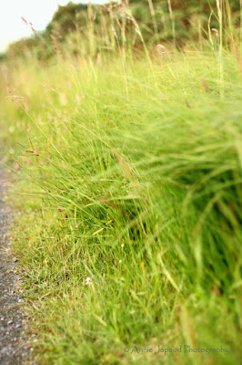 grass image