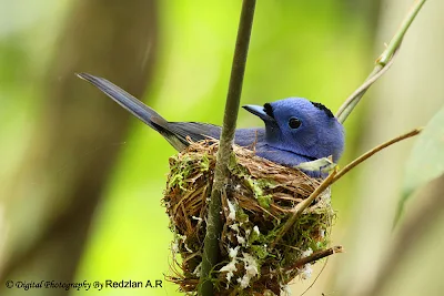 Black-naped Monarch Hypothymis azurea prophata 