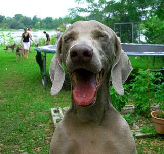 Foto anjing lucu gambar anjing lucu anjing tertawa