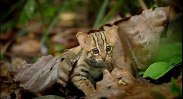 the smallest cat in the world