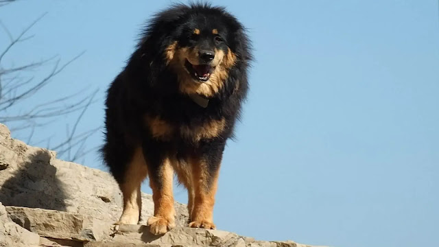 Tibetan Mastiff