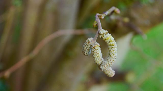 catkin