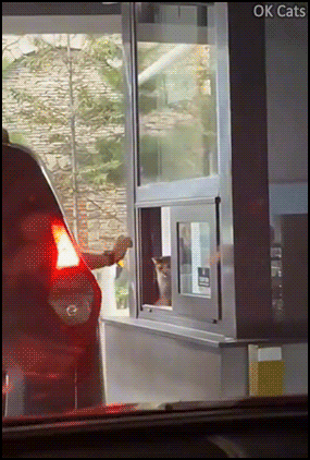 Funny Cat GIF • Cats are evolving, now they work as TOLL COLLECTORS! (a new cat breed) [ok-cats.com]