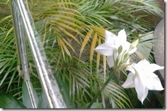 flor de recanto.
