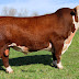 GAMBAR SAPI HEREFORD 11