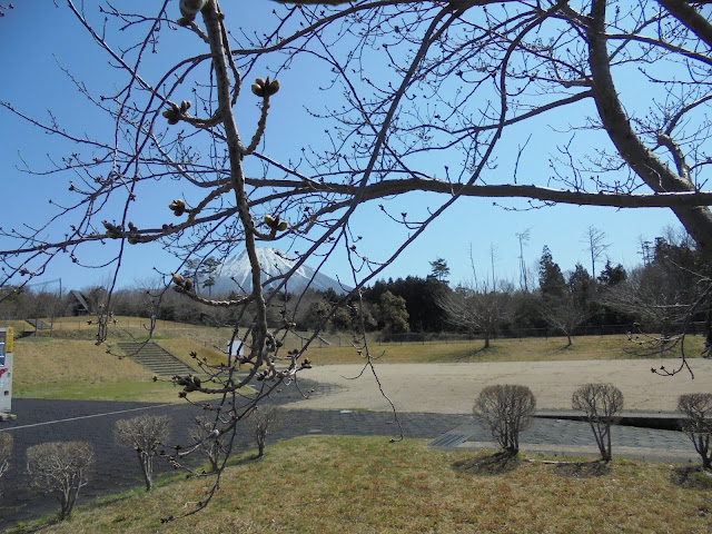 桜の花のつぼみと背景に美しい大山