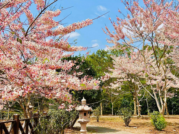 高雄六龜神威天台山道場花旗木盛開，環境清幽景色怡人，免費參觀