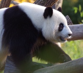 Panda Besar