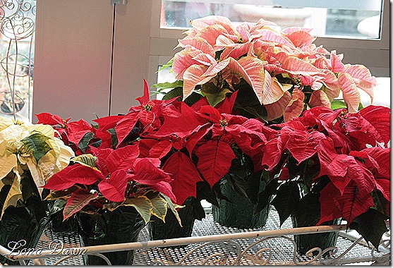 PoinsettiaCart_Dec2