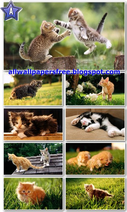 anime wallpapers 1080p. hd anime wallpapers 1080p. anime wallpapers 1080p. hd