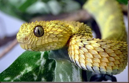 Amazing Animals Pictures The Bush Viper (3)