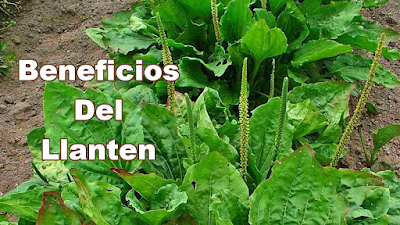 Beneficios Del Llanten