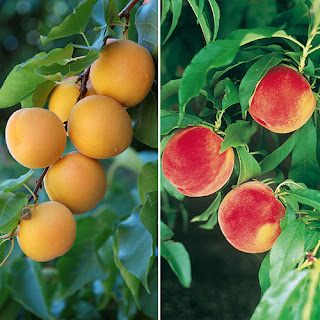 Peach-And-Apricot-Trees