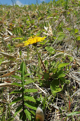 シコタンタンポポ（ネムロタンポポ） ≪Russian dandelion≫