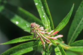 Left: Chamerion angustifolium