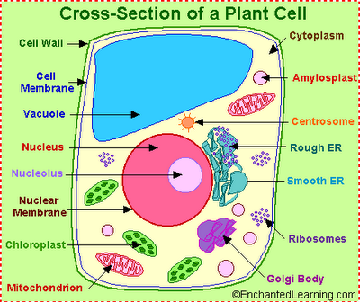 Animal Cell Parts And Their Functions. parts and animal their