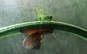 Macro photographs of snails and insects by Vadim trunov, macro photographs, snail and grasshopper