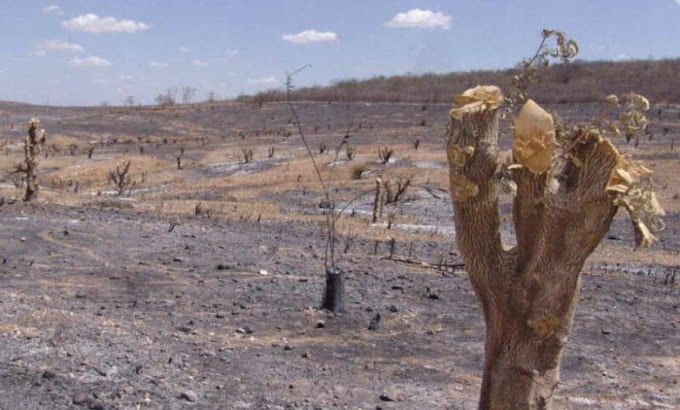 Ação humana transformou a caatinga e biólogos concluem que restam 11% da vegetação nativa típica do Nordeste