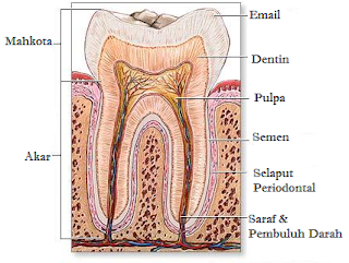 Pengertian, Fungsi, Jenis, & Bagian-Bagian Gigi