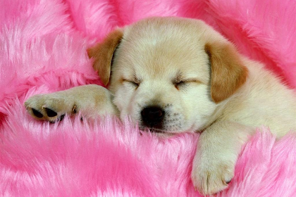 Free Top HD Wallpaper: Cute Baby Dog Wallpaper HD