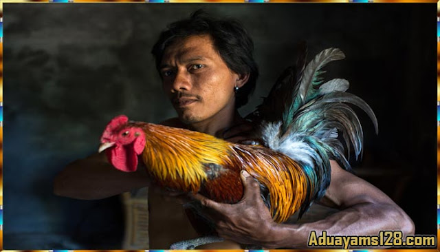  S128 Agen Judi Sabung Ayam Online Terbaik Di Indonesia