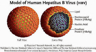 obat tradisional hepatitis b