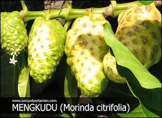 PESTISIDA NABATI dari bahan MENGKUDU (Morinda citrifolia)