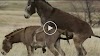 #donkey murrah meeting first time video 2023