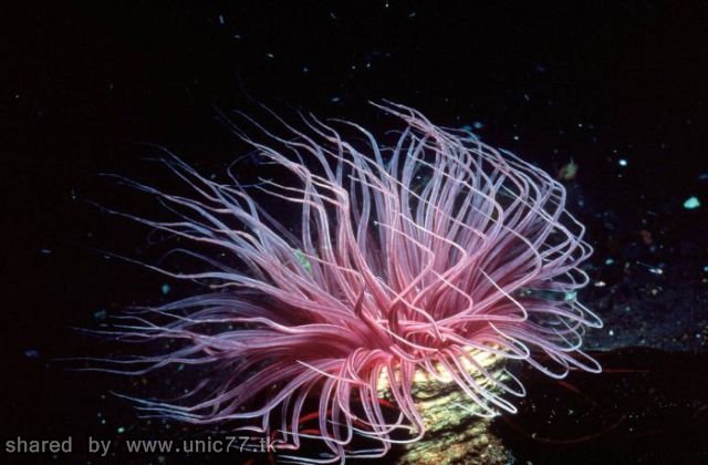 life_underwater_640_10.jpg (640×420)