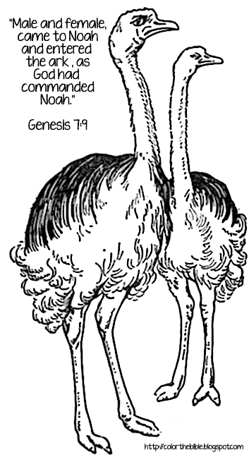 Download Two Ostriches for Coloring | Color The Bible