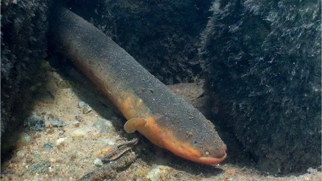 Meet The 9 World's Most Dangerous Fish
