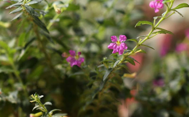 Mexican Heather Flowers Pictures