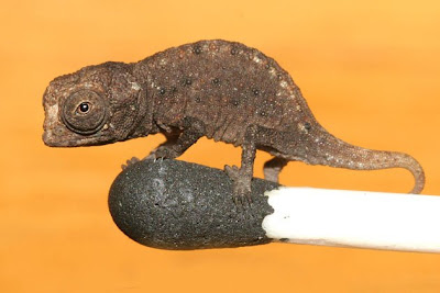 Bunglon Brookesia Micra