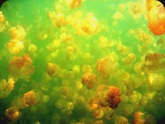jellyfish4