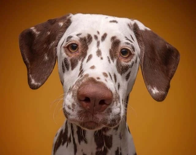American Kennel Club htThings You Didn't Know About the Dalmatian